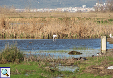 Estanys del Matà mit Rosaflamingo (Phoenicopterus roseus) im Naturschutzgebiet