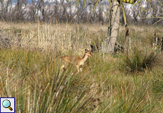 Damwild (Dama dama) im Naturschutzgebiet