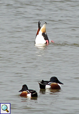 Löffelenten (Spatula clypeata) und Brandgans (Tadorna tadorna, hinten) im Naturschutzgebiet