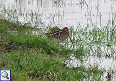 Bekassine (Gallinago gallinago) im Naturschutzgebiet