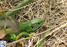 Westliche Smaragdeidechse (Lacerta bilineata) im Naturschutzgebiet