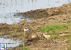 Flussregenpfeifer (Charadrius dubius) im Naturschutzgebiet