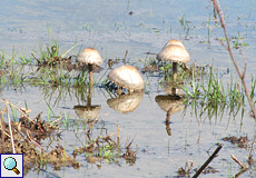 Pilze auf einer überfluteten Wiese im Naturschutzgebiet