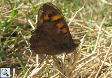 Mauerfuchs (Lasiommata megera) im Naturschutzgebiet