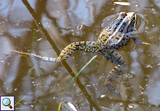 Spanischer Wasserfrosch (Rana perezi) im Naturschutzgebiet