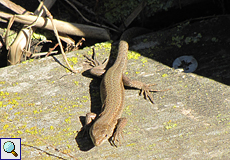 Mauereidechse (Podarcis muralis) im Naturschutzgebiet