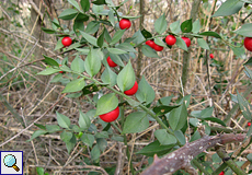 Stechender Mäusedorn (Ruscus aculeatus) im Naturschutzgebiet