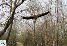 Weißstorch (Ciconia ciconia) im Tiefflug im Naturschutzgebiet