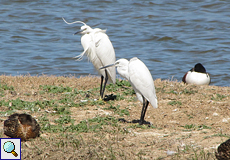 Seidenreiher (Egretta garzetta) im Naturschutzgebiet