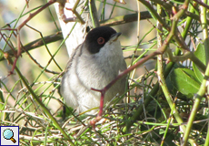 Männliche Samtkopf-Grasmücke (Sylvia melanocephala melanocephala) im Naturschutzgebiet