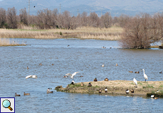 Vögel im Naturschutzgebiet Aiguamolls de l'Empordà