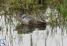 Männliche Knäkente (Anas querquedula) im Naturschutzgebiet Aiguamolls de l'Empordà