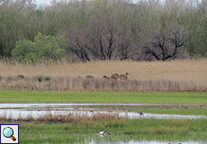 Damwild (Dama dama) im Naturschutzgebiet Aiguamolls de l'Empordà