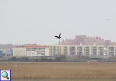 Rohrweihe (Circus aeruginosus) im Naturschutzgebiet Aiguamolls de l'Empordà