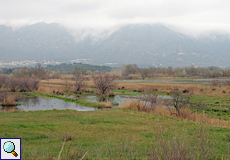 Feuchtwiese im Naturschutzgebiet Aiguamolls de l'Empordà