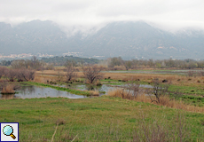 Feuchtwiese im Naturschutzgebiet Aiguamolls de l'Empordà