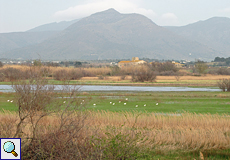 Vögel auf einer Feuchtwiese im Naturschutzgebiet Aiguamolls de l'Empordà
