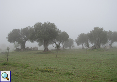 Olivenhain im Morgennebel im Naturschutzgebiet Aiguamolls de l'Empordà