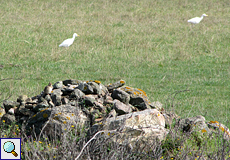 Haubenlerche (Galerida cristata) und Kuhreiher (Bubulcus ibis) im Naturschutzgebiet Aiguamolls de l'Empordà