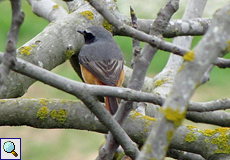 Männlicher Gartenrotschwanz (Phoenicurus phoenicurus) im Naturschutzgebiet Aiguamolls de l'Empordà