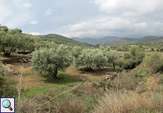 Olivenhain im Naturpark l'Albera