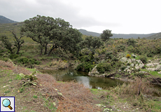 Kleiner Wasserlauf im Naturpark l'Albera