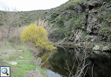 Wasserstelle im Naturpark l'Albera