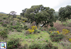 Blühende Landschaft im Naturpark l'Albera