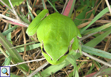 Mittelmeer-Laubfrosch (Hyla meridionalis) im Naturpark l'Albera