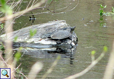 Spanische Wasserschildkröte (Mauremys leprosa) im Naturpark l'Albera