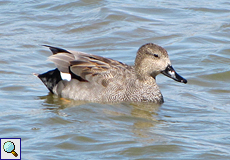 Schnatterenten-Männchen im Naturschutzgebiet Aiguamolls de l'Empordà