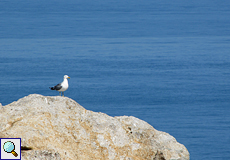Mittelmeermöwe am Cap de Creus
