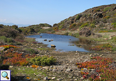 Tümpel und Essbare Mittagsblumen am Cap de Creus