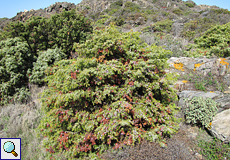 Wacholder (Juniperus sp.) am Cap de Creus
