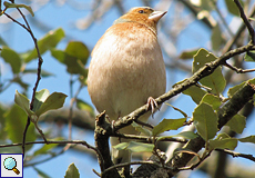 Männlicher Buchfink (Fringilla coelebs) am Vulkan Santa Margarida