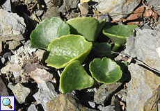 Felsen-Nabelkraut (Umbilicus rupestris) im Naturpark Montseny