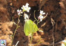 Zitronenfalter (Gonepteryx rhamni) im Naturpark Montseny