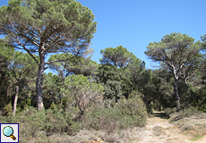 Waldweg im Naturpark Montseny