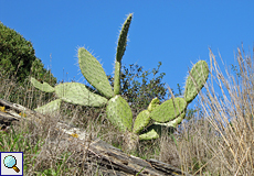 Feigenkaktus (Tree Cactus, Opuntia sp.)