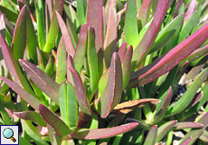 Essbare Mittagsblume (Hottentot Fig, Carpobrotis edulis)