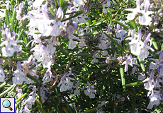 Rosmarin (Rosemary, Rosmarinus officinalis)