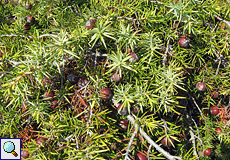 Wacholder (Juniper, Juniperus sp.)