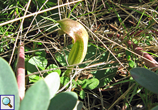 Krummstab (Friar's Cowl, Arisarum vulgare)