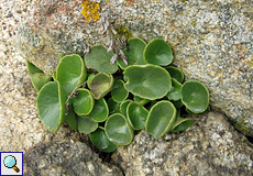 Felsen-Nabelkraut (Pennywort or Navelwort, Umbilicus rupestris)