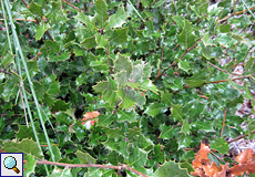 Europäische Stechpalme (European Holly, Ilex aquifolium)