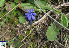 Kleine Traubenhyazinthe (Common Grape Hyacinth, Muscari botryoides)