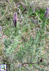 Schopflavendel (French Lavender, Lavandula stoechas)