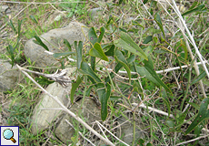 Raue Stechwinde (Prickly Ivy, Smilax aspera)