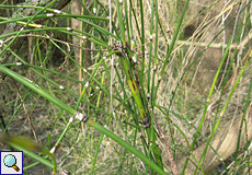 Riesen-Schachtelhalme (Great Horsetail, Equisetum telmateia)