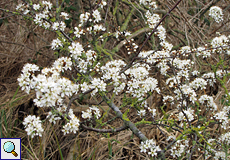 Schlehe (Prunus spinosa), Beschreibung folgt
